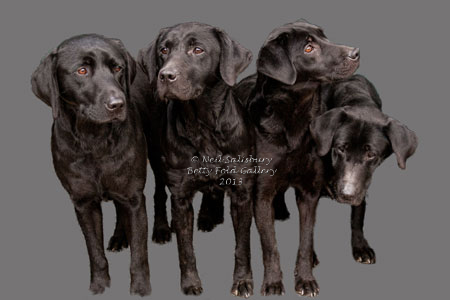 Labrador Images by Countryside Photographer Neil Salisbury Betty Fold Gallery Hawkshead